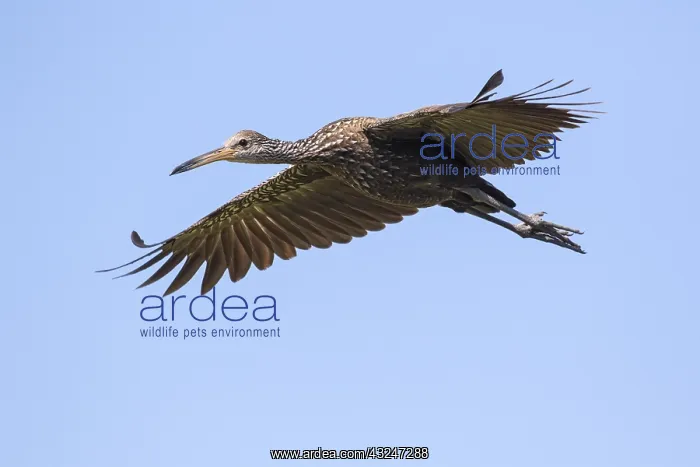  : Limpkin in Myakka State Park in Florida