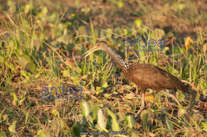 : Limpkin with snail in bill : Limpkin with snail in bill
