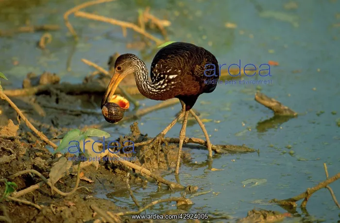 : Limpkin - with snail in beak : Limpkin - with snail in beak