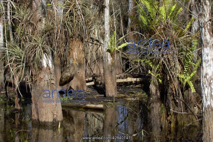 : Limpkin - in swamp cypress habitat : Limpkin - in swamp cypress habitat