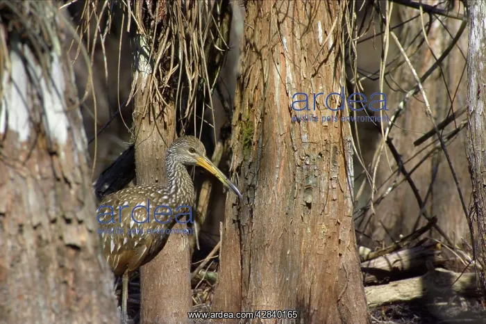 : Limpkin - in swamp cypress habitat : Limpkin - in swamp cypress habitat