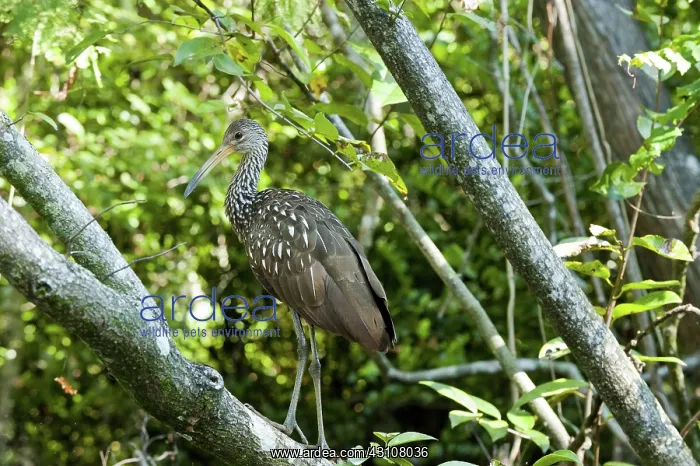 : Limpkin in Tree : Limpkin in Tree