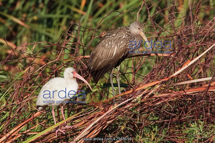: Limpkin and White Ibis : Limpkin and White Ibis