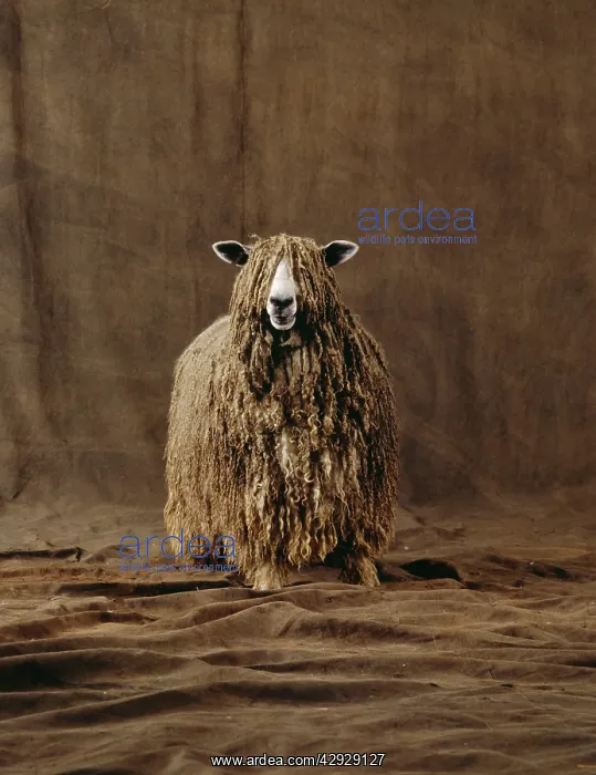  : Lincoln Longwool Sheep