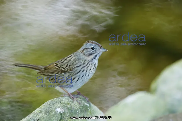 : Lincoln Sparrow : Lincoln Sparrow