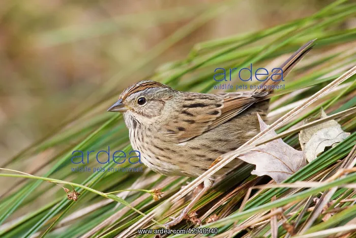 : Lincoln's Sparrow : Lincoln's Sparrow