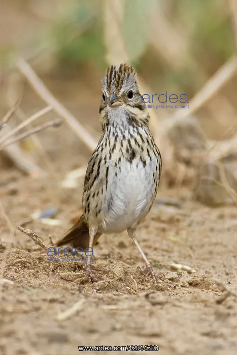 : Lincoln's Sparrow : Lincoln's Sparrow