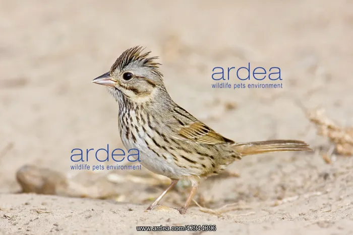 : Lincoln's Sparrow : Lincoln's Sparrow