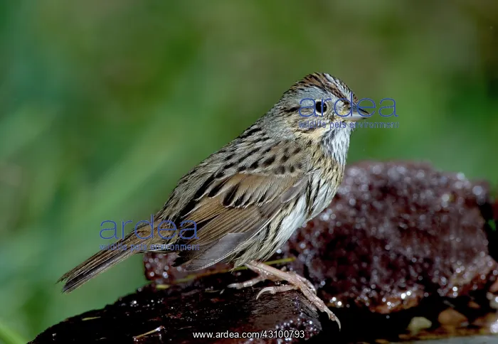 : Lincoln's Sparrow : Lincoln's Sparrow