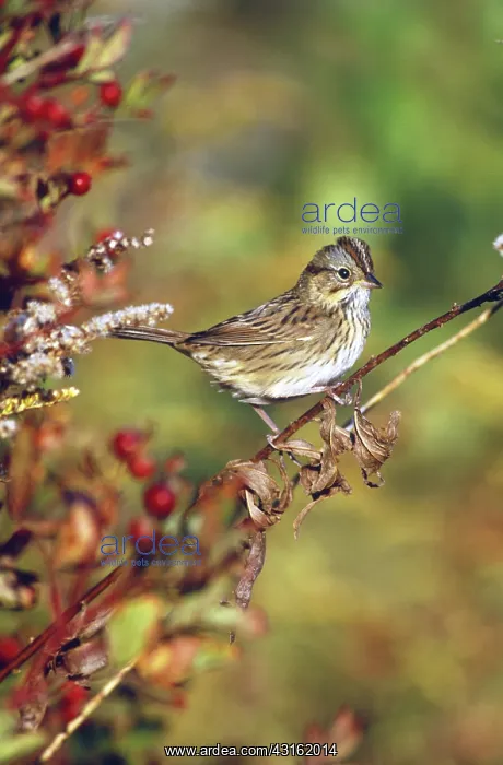 : Lincoln's Sparrow : Lincoln's Sparrow