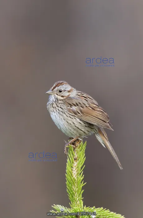 : Lincoln's Sparrow - on breeding territory in early summer : Lincoln's Sparrow - on breeding territory in early summer