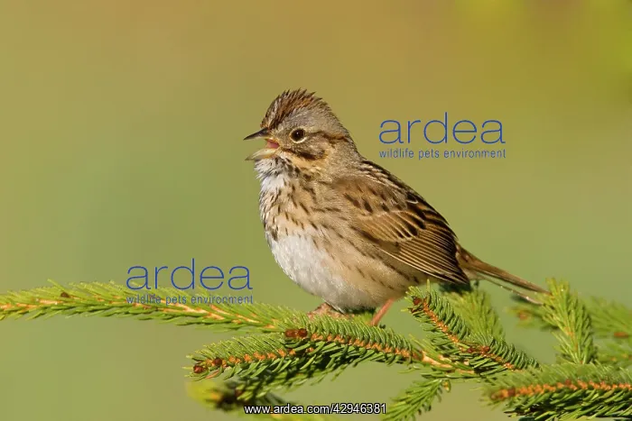 : Lincoln's Sparrow - Singing : Lincoln's Sparrow - Singing