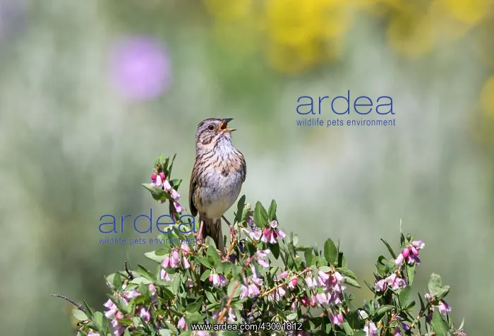  : Lincoln's Sparrow - singing