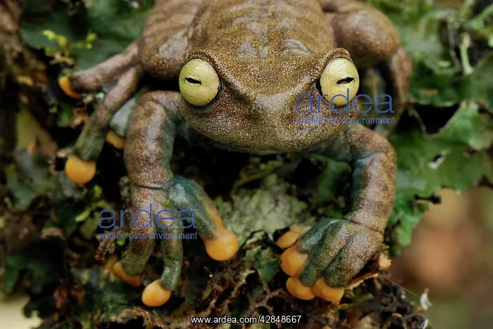 : Linda's Treefrog : Linda's Treefrog