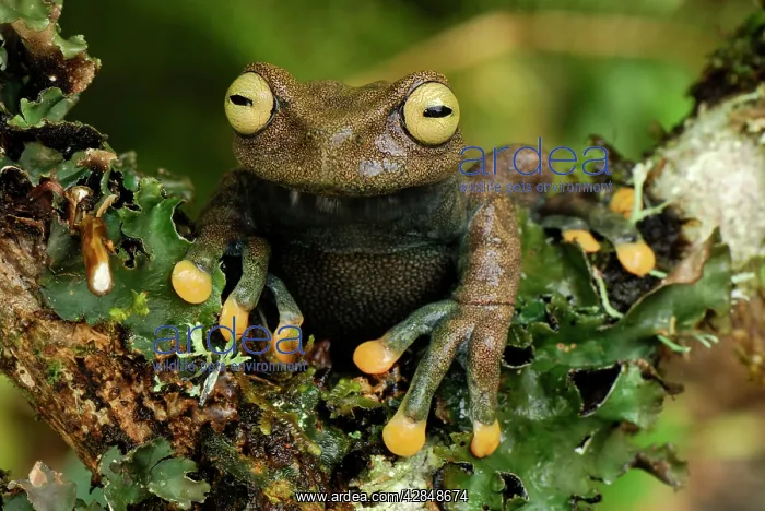 : Linda's Treefrog : Linda's Treefrog