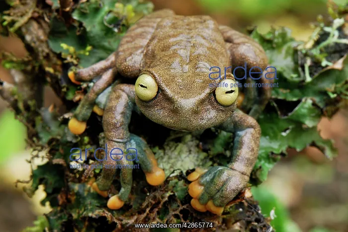 : Linda's Treefrog : Linda's Treefrog