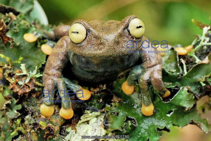 : Linda's Treefrog : Linda's Treefrog