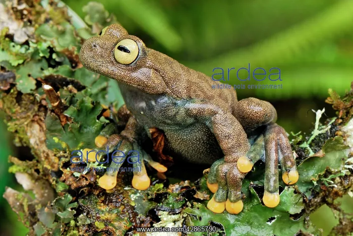: Linda's Treefrog : Linda's Treefrog