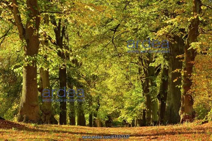 : Linden-Allee in autumn, Park of Wilhelmsthal Castle : Linden-Allee in autumn, Park of Wilhelmsthal Castle