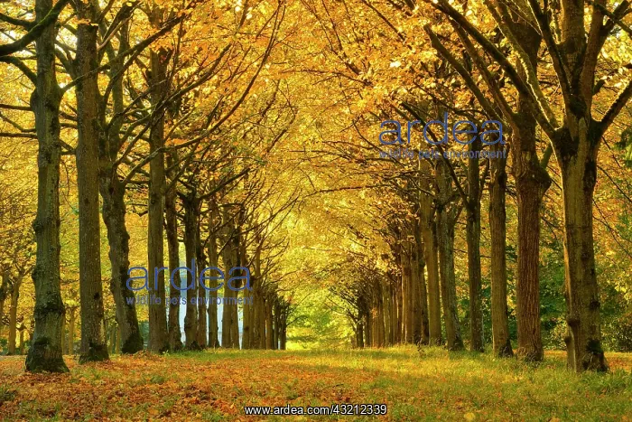 : Linden-Allee in autumn, Park of Wilhelmsthal Castle : Linden-Allee in autumn, Park of Wilhelmsthal Castle