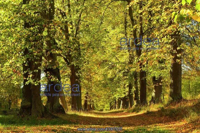 : Linden-Allee in autumn, Park of Wilhelmsthal Castle : Linden-Allee in autumn, Park of Wilhelmsthal Castle