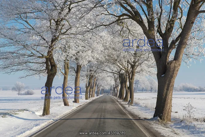 : Linden Avenue : Linden Avenue