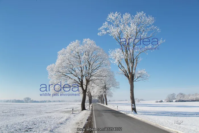 : Linden Avenue : Linden Avenue