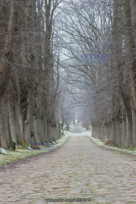: Linden Avenue : Linden Avenue