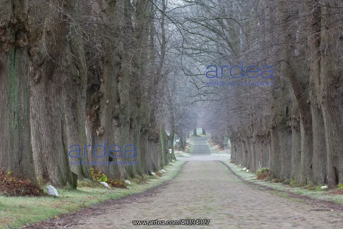 : Linden Avenue : Linden Avenue