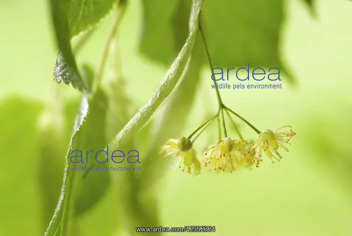 : Linden, Lime Tree : Linden, Lime Tree