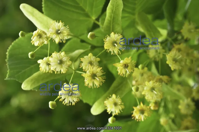 : Linden, Lime Tree : Linden, Lime Tree