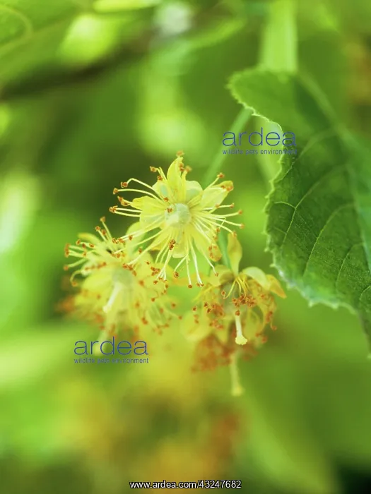 : Linden, Lime Tree : Linden, Lime Tree