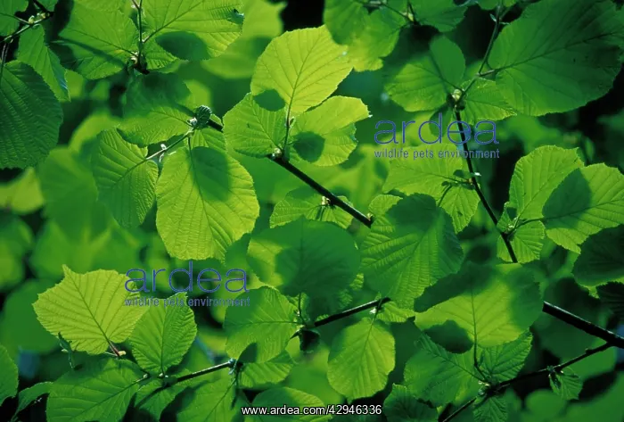 : Linden, Lime Tree, Lime Tree : Linden, Lime Tree, Lime Tree