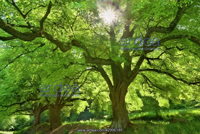 : Linden / Lime Tree - in spring with sunlight : Linden / Lime Tree - in spring with sunlight