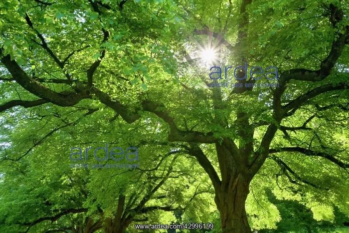 : Linden / Lime Tree - in spring with sunlight : Linden / Lime Tree - in spring with sunlight