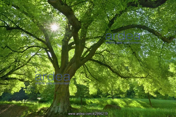 : Linden / Lime Tree - in spring with sunlight : Linden / Lime Tree - in spring with sunlight