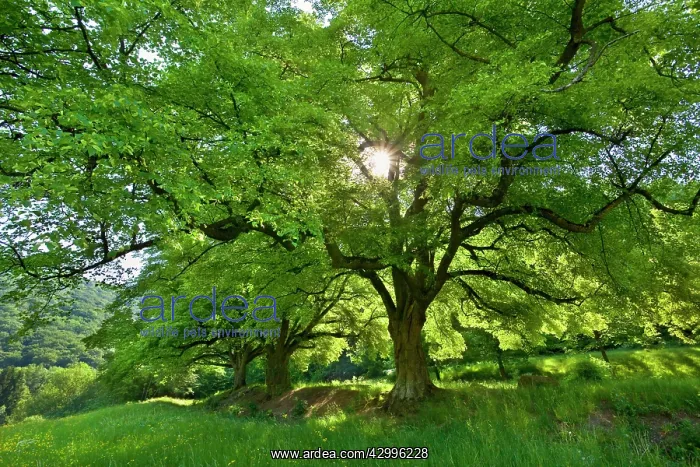 : Linden / Lime Tree - in spring with sunlight : Linden / Lime Tree - in spring with sunlight