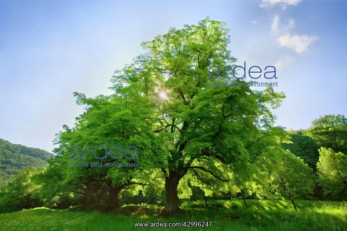 : Linden / Lime Tree - in spring with sunlight : Linden / Lime Tree - in spring with sunlight