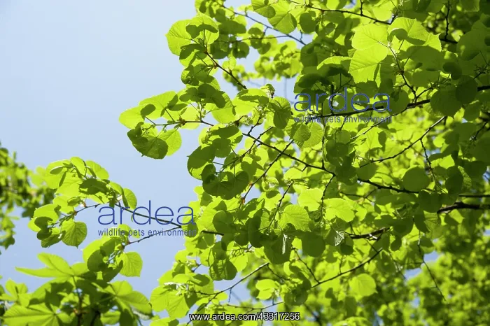 : Linden or Lime tree, Tilia x europaea which has : Linden or Lime tree, Tilia x europaea which has