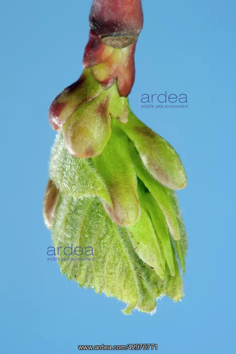 : Linden Tree - leaf bud opening in spring : Linden Tree - leaf bud opening in spring