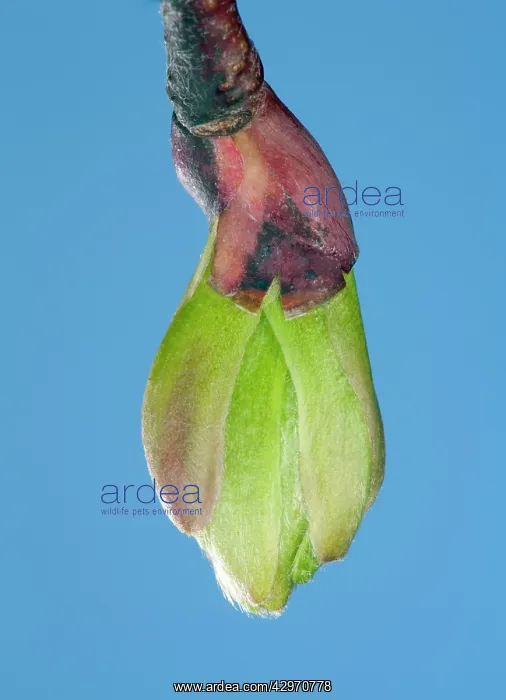 : Linden Tree - leaf bud opening in spring : Linden Tree - leaf bud opening in spring