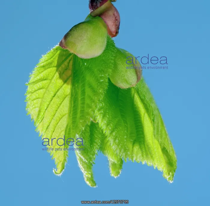 : Linden Tree - leaf bud opening in spring : Linden Tree - leaf bud opening in spring