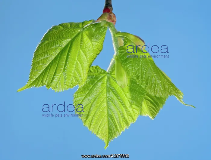 : Linden Tree - leaf bud opening in spring : Linden Tree - leaf bud opening in spring