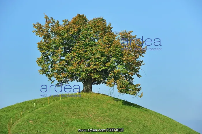 : Linden Tree Lime Tree on moraine hill autumn canton Zug : Linden Tree Lime Tree on moraine hill autumn canton Zug