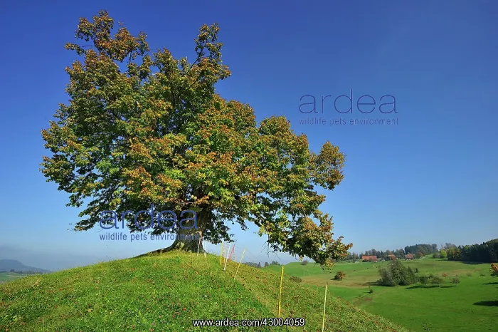 : Linden Tree Lime Tree on moraine hill autumn canton Zug : Linden Tree Lime Tree on moraine hill autumn canton Zug
