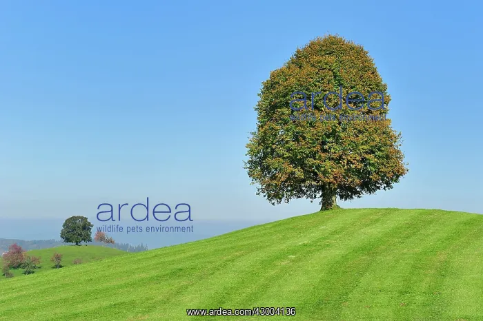 : Linden Tree Lime Tree on moraine hill autumn canton Zug : Linden Tree Lime Tree on moraine hill autumn canton Zug