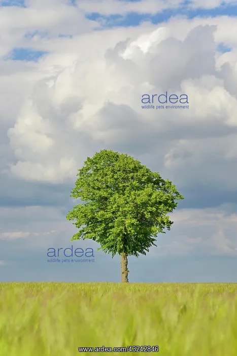 : Linden tree (Tilia), solitary tree in a green grain : Linden tree (Tilia), solitary tree in a green grain