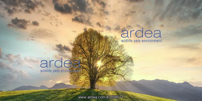 : Linden tree (Tilia), solitary tree at the Wittelsbacher : Linden tree (Tilia), solitary tree at the Wittelsbacher