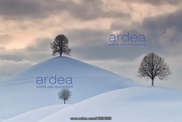 : Linden trees in drumlin landscape, in winter with : Linden trees in drumlin landscape, in winter with