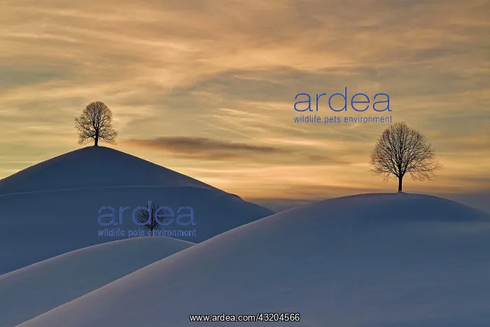 : Linden trees in drumlin landscape, in winter with : Linden trees in drumlin landscape, in winter with